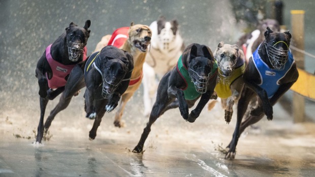 A group of greyhounds racing on a wet track