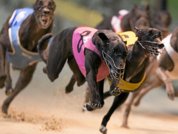 Image of greyhounds running on a track