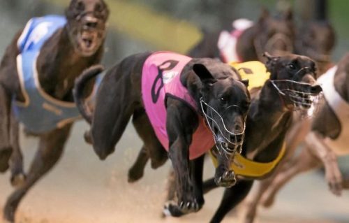 A greyhound racing in a pink vest
