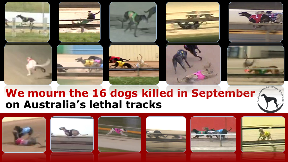 Greyhounds killed in September 2021