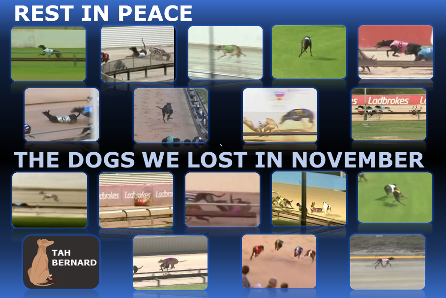 Greyhounds killed in November 2021
