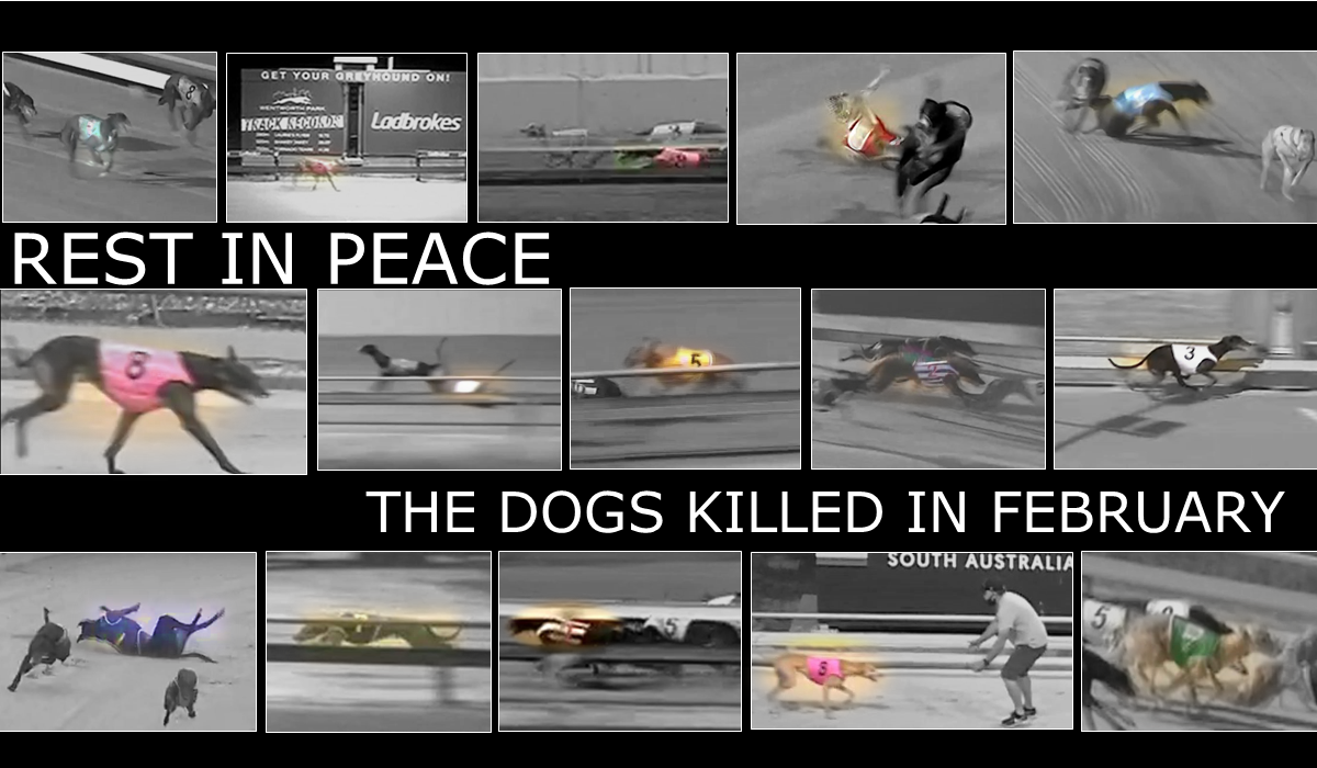 Greyhounds killed in February 2022
