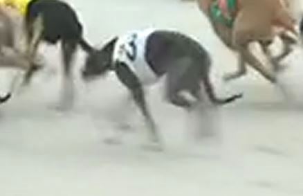 Skintight dies in catching pen