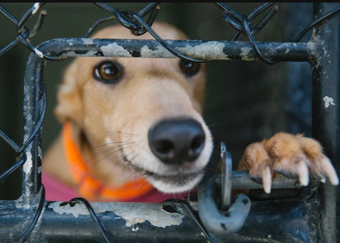 greyhound behind bars