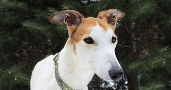 Brooklyn survivor of canidrome