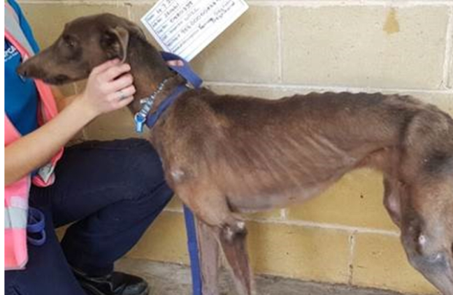 animal-cruelty-about