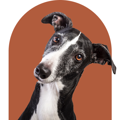 footer-dog-update-again