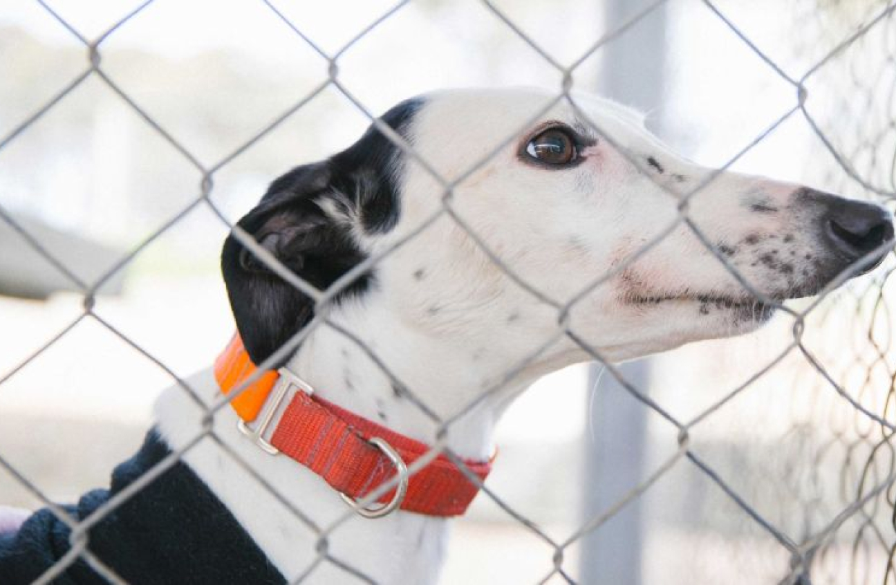 rehoming-crisis-about