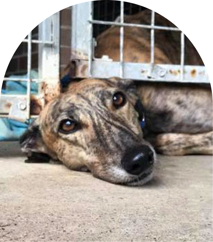 rehoming-crisis-hero